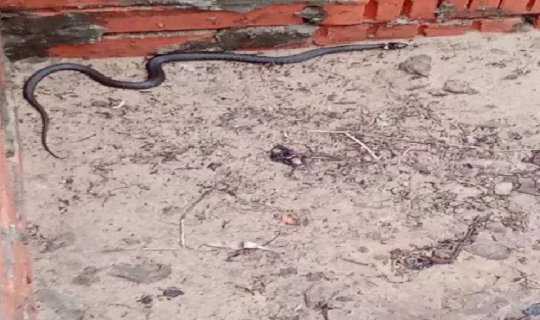 İlanların&nbsp;insanlardan&nbsp;çox olduğu&nbsp;ADA