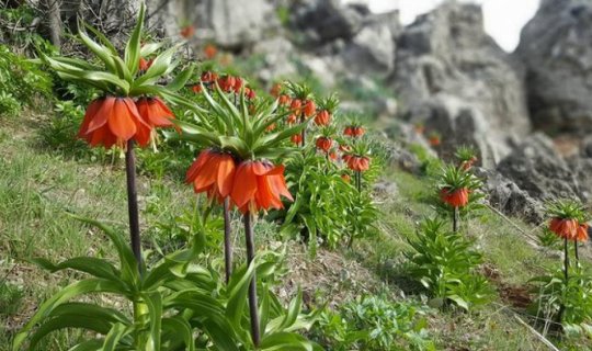 Bu çiçəyi qoparanlar 11 min manat cərimələnir - FOTO