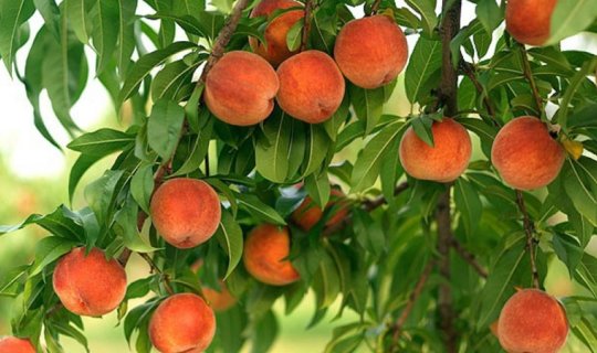 Azərbaycan dünyada şaftalı ixracatında neçənci yerdədir? - SİYAHI