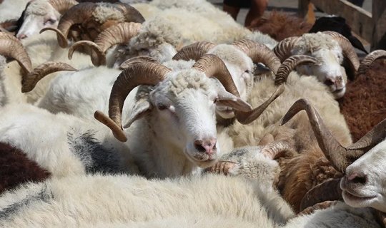 Kreditlə qurbanlıq heyvan almaq olarmı? - AÇIQLAMA / VİDEO