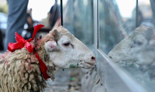 Qurban kəsimində diqqət yetirməli olduğunuz 5 məqam