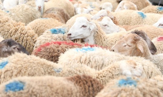 Qurbanlıq heyvan kəsməyib onun dəyərində pul yardımı etmək olar? - AÇIQLAMA