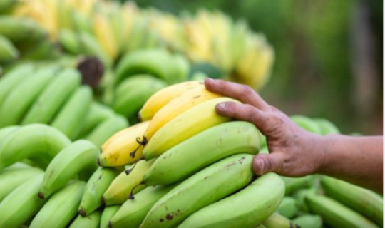 Yaşıl banan xərçəngə yoluxmanın qarşısını alır