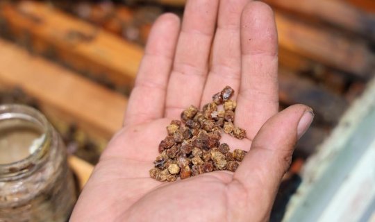 Əvvəllər zibil kimi atılırdı, indi kilosu yüz manata satılır - Xəstəliklərin dərmanıdır