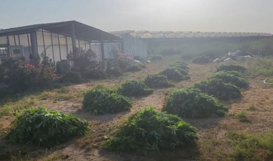 Pomidor istixanasında 881 kiloqram narkotik vasitə aşkarlandı