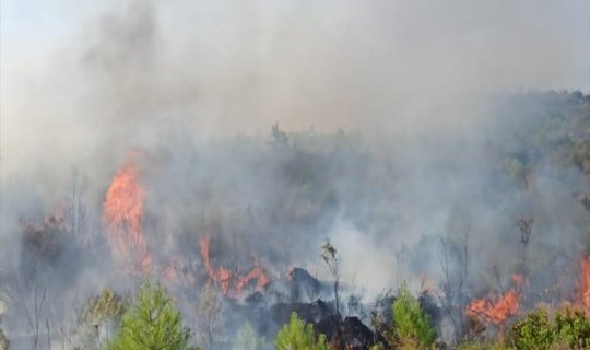 Azərbaycanda meşə zolağında yanğın başlayıb