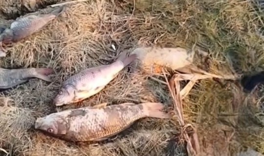 Mahmudçalada balıqların kütləvi ölümünə səbəb nədir?