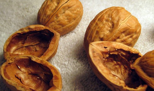 Bundan sonra qoz qabığını atmayın - faydaları saymaqla bitmir