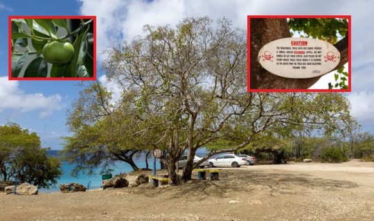 Dünyanın ən təhlükəli ağacı: Yarpağından gövdəsinə qədər zəhər saçır - FOTO