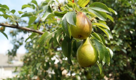 Qaraciyəri araqdan qoruyan meyvə tapıldı