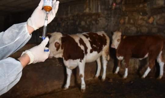 Xaçmazda mal-qara arasında dabaq xəstəliyi YAYILIB