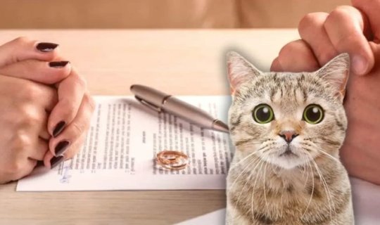 Qeyri-adi boşanma: Ər pişiyə görə keçmiş arvadına "aliment" verəcək