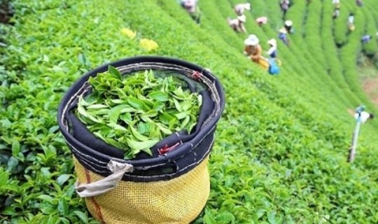 Bu il Azərbaycanın çay ixracı artıb