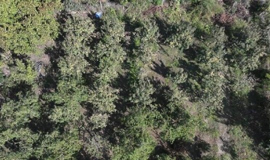 Bərəkətsiz torpaqlarda belə bitir &ndash; Hər ağacdan 25 kilo məhsul alınır
