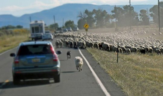 Kürdəmirdə mikroavtobus heyvan sürüsünə çırpılıb, 10 baş qoyun tələf olub