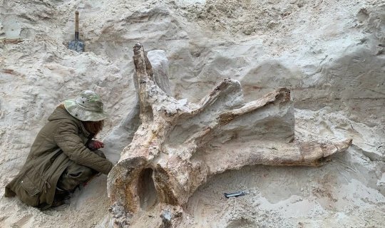 Rusiyada 385 milyon yaşı olan ağac tapılıb - FOTO