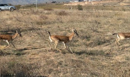 Cəbrayıla yeddi baş ceyran buraxılıb
