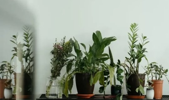Evi pis qüvvələrdən, yoxsulluqdan və xəstəliklərdən qoruyan 5 bitki