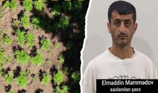 Hirkan Milli Parkında narkoplantasiya aşkarlanıb
