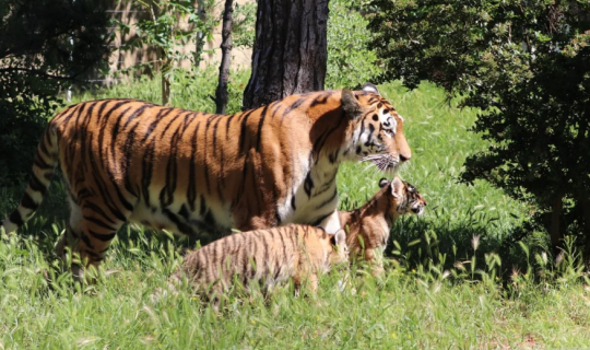 Bakı Zooloji Parkında Amur pələngi balaları dünyaya gəlib