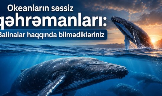 Balinalar niyə Yer kürəsinin xilaskarları hesab olunur? - VİDEO