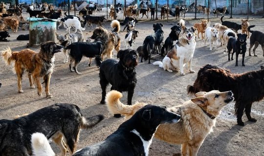 Vəzifəli şəxslər küçə itlərinin yempulunu da mənimsəyiblər