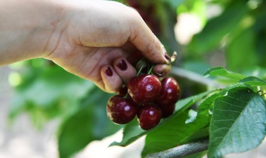 Gündə bir ovuc gilas yeməyin gözlənilməz təsiri