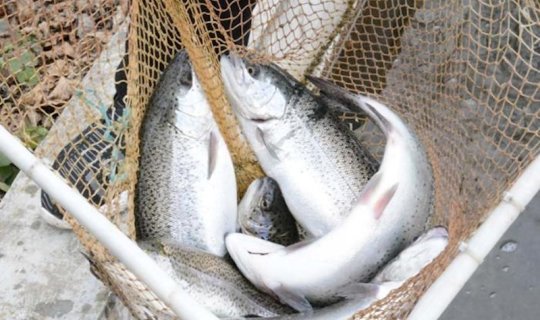 Üç ayda İrandan min tondan çox forel gətirilib &ndash; Kiloqramı 7,6 manata