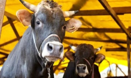 Ət bazarında bahalaşma riski: Heyvanların sayı sürətlə azalır