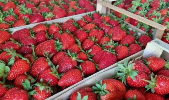 Fermerlər çiyələk bolluğundan şikayət edir: Məhsullar kəskin ucuzlaşıb