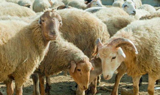 Nazirliyin qoyunlarını oğurladı