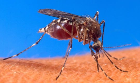 ÜST-dən xəbərdarlıq: "Ağcaqanad mənşəli təhlükəli virus yayılır