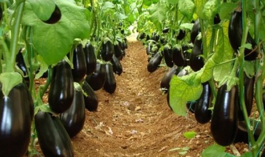 Azərbaycana idxal olunan badımcanın 1 kiloqramı neçəyə başa gəlir?