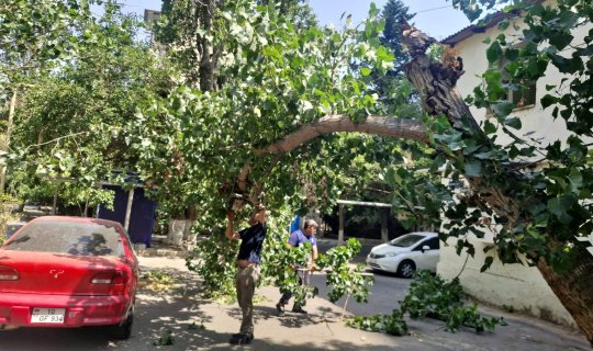 Güclü külək Bakıda 7 ağacı aşırdı