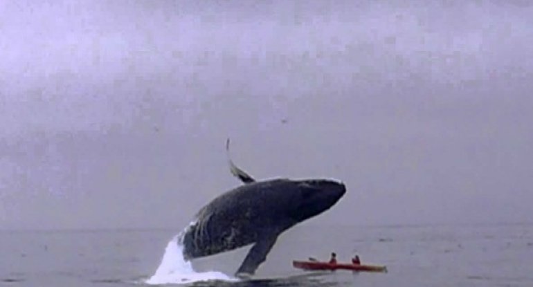 60 tonluq balina turistlərə hücum etdi