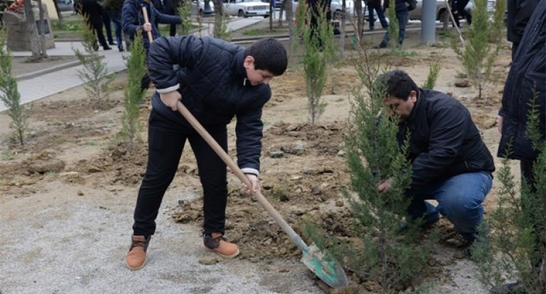 Nəsimi rayonunda Yaşıl Marafon layihəsi çərçivəsində ağacəkmə aksiyası keçirilmişdir