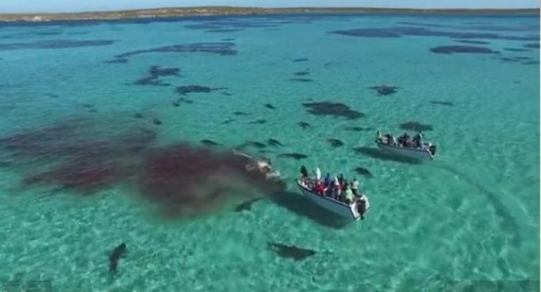 Turistlər 70 köpək balığının balinaya hücumunu videoya çəkiblər