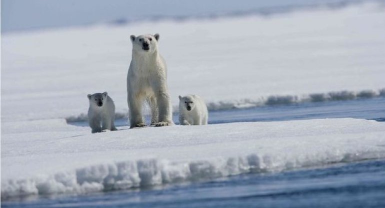 Arktika yüz min ildən sonra ilk dəfə buzlaqlardan azad olunacaq