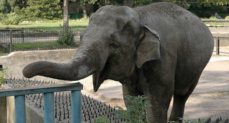 Mərakeş zooparkında fil azyaşlı qızı daşla öldürdü