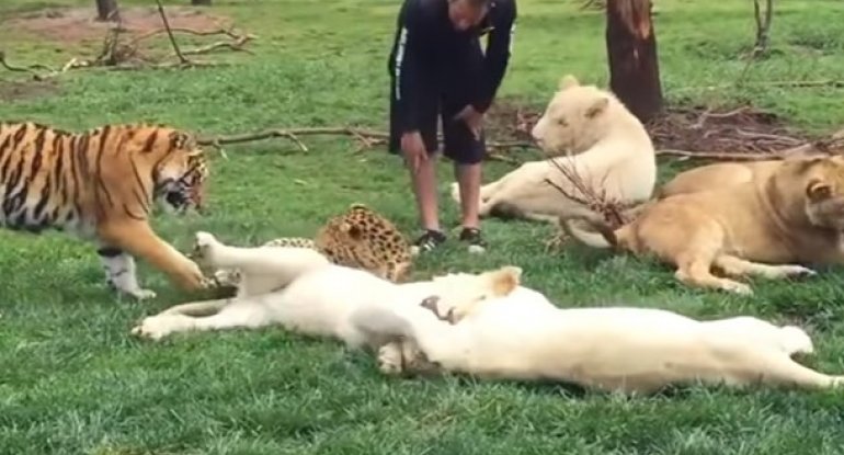 Pələng zoopark işçisini leopardın pəncəsindən xilas etdi