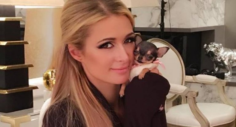 Paris Hilton yeni ev heyvanı alıb