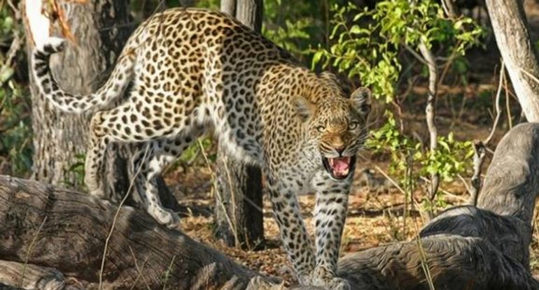 Nepalda leopard hava limanında reysləri dayandırdı