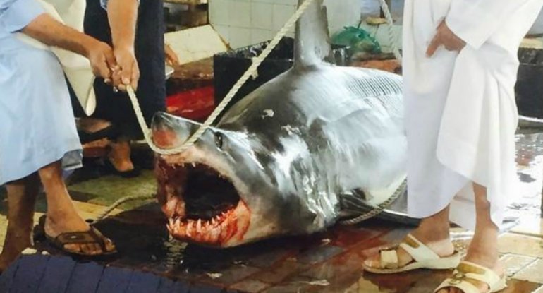 Oman körfəzində köpək balığı insana hücum edib