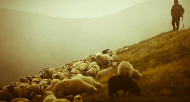 Çoban işlədiyi fermadan qoyunları oğurladı