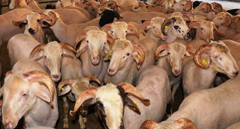 Paytaxtın bu ərazilərində qurbanlıq heyvanların satış yarmarkaları keçirilir