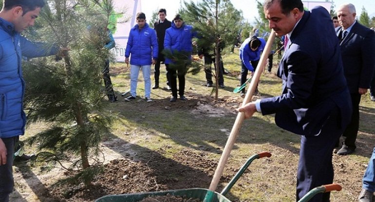 Gəncədə 10 min şam ağacı əkilib