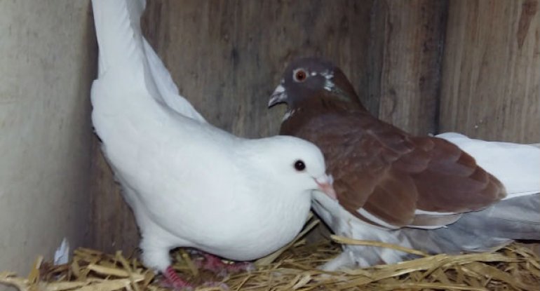 Qaradağda quşbazın quşları oğurlanıb