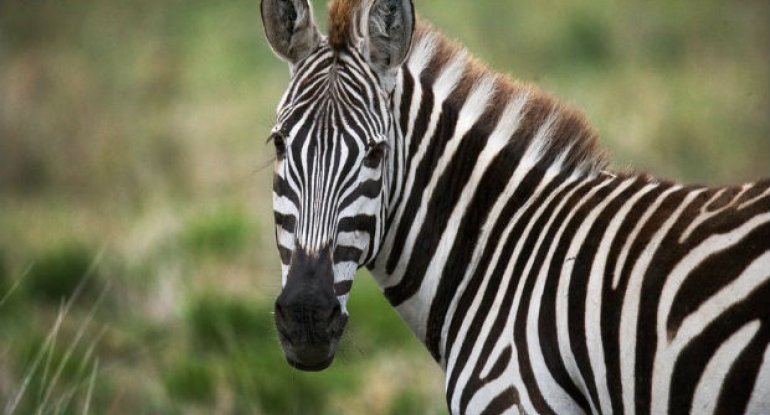 Misirdə uzunqulağı rəngləyib zebra əvəzinə göstərdilər