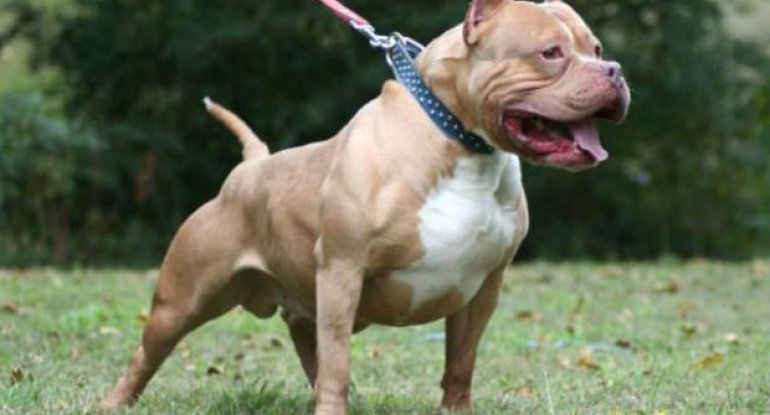 Rusiyada pitbull iti 11 yaşlı qızı zorlanmaqdan xilas etdi