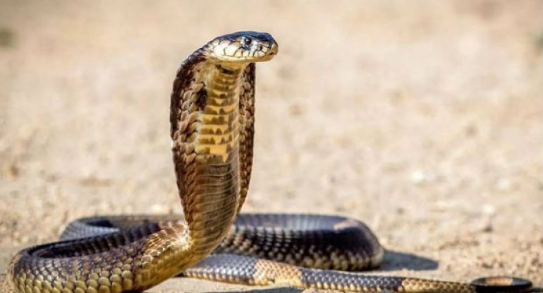 Hindistanlılar  iki başlı mutant kobraya ibadət edirlər